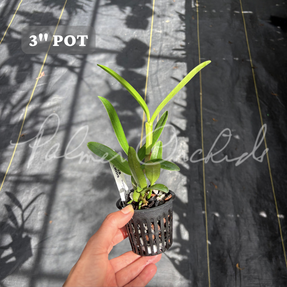 Ctt. Bactia 'Grape Wax' — Palmer Orchids